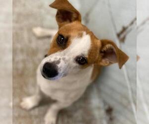 Jack Russell Terrier Dogs for adoption in Austin, TX, USA