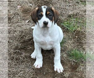 Mutt Dogs for adoption in Canton, CT, USA