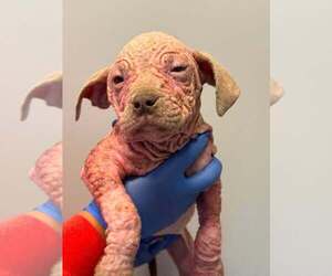 Mutt Dogs for adoption in New York, NY, USA