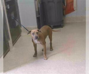 American Pit Bull Terrier-Unknown Mix Dogs for adoption in Tallahassee, FL, USA