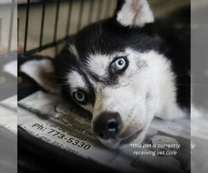 Siberian Husky-Unknown Mix Dogs for adoption in San Antonio, TX, USA