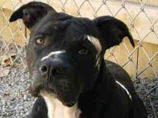 Staffordshire Bull Terrier Dogs for adoption in Missoula, MT, USA