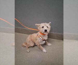 Poodle (Toy)-Shiba Inu Mix Dogs for adoption in Las Vegas, NV, USA