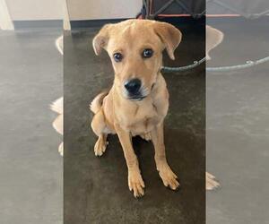 Labrador Retriever-Rhodesian Ridgeback Mix Dogs for adoption in Rockwall, TX, USA