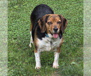 Bagle Hound Dogs for adoption in Batavia, OH, USA
