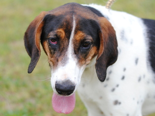 Treeing Walker Coonhound Dogs for adoption in Anniston, AL, USA