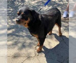 Rottweiler Dogs for adoption in Staley, NC, USA