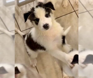 Siberian Husky-Unknown Mix Dogs for adoption in Mesa, AZ, USA