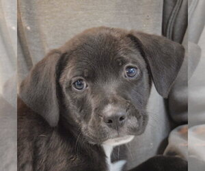 Boxer-Unknown Mix Dogs for adoption in Huntley, IL, USA