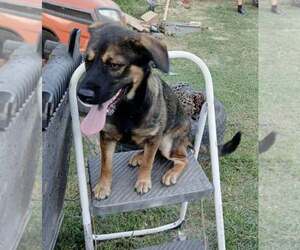 Mutt Dogs for adoption in Minneapolis, MN, USA