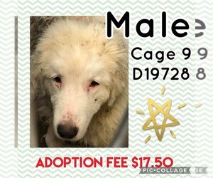 Great Pyrenees Dogs for adoption in Greenville, TX, USA