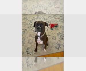 Boxer Dogs for adoption in Austin, TX, USA
