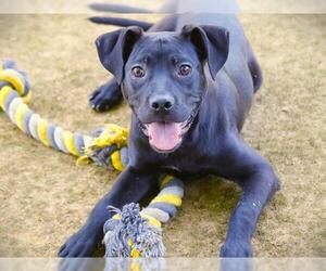Labrador Retriever-Unknown Mix Dogs for adoption in Tallahassee, FL, USA