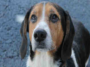 Basset Hound Dogs for adoption in Decatur, IL, USA