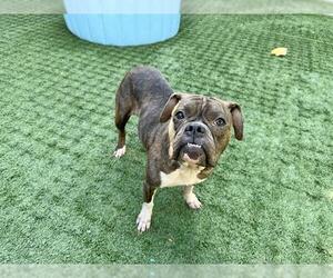 Bulldog Dogs for adoption in Pasadena, CA, USA