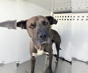 Mastiff-Unknown Mix Dogs for adoption in Stockton, CA, USA