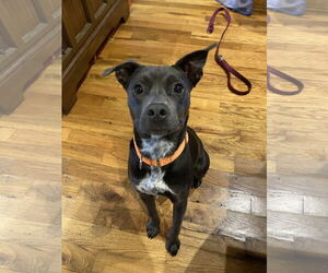 Boxer-Unknown Mix Dogs for adoption in Chatham, VA, USA