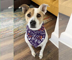 Mutt Dogs for adoption in Fort Collins, CO, USA