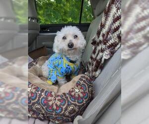 Maltipoo Dogs for adoption in Seven Valleys, PA, USA