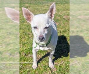 Chihuahua Dogs for adoption in Akron, OH, USA