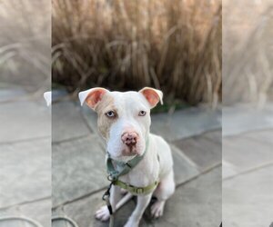 American Pit Bull Terrier Dogs for adoption in Alexandria, VA, USA