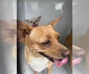 Chihuahua-Unknown Mix Dogs for adoption in Houston, TX, USA