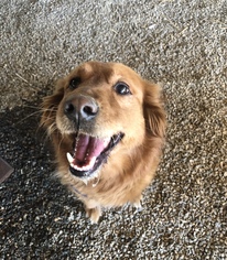Golden Retriever Dogs for adoption in San Francisco, CA, USA