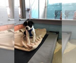 American Bulldog-Labrador Retriever Mix Dogs for adoption in Columbus, NC, USA