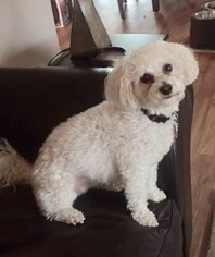 Bichon Frise Dogs for adoption in Indianapolis, IN, USA