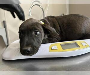 American Pit Bull Terrier-Unknown Mix Dogs for adoption in Visalia, CA, USA