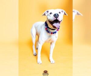 American Bulldog Dogs for adoption in Fort Lauderdale, FL, USA