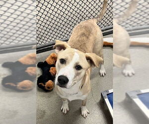 Mutt Dogs for adoption in Sterling, MA, USA