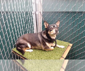 Chihuahua-Shiba Inu Mix Dogs for adoption in Downey, CA, USA
