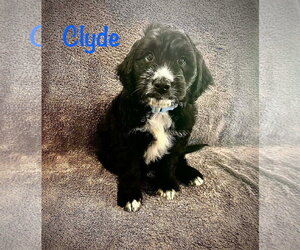 Poodle (Standard)-Unknown Mix Dogs for adoption in Oakhurst, NJ, USA