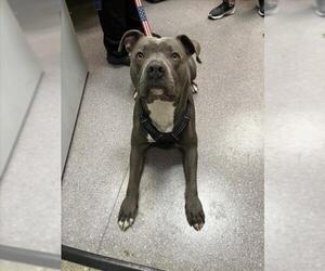 American Pit Bull Terrier Dogs for adoption in Tracy, CA, USA