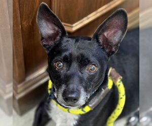 Chihuahua-Unknown Mix Dogs for adoption in Jefferson, WI, USA