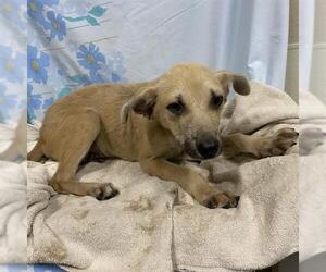German Shepherd Dog-Unknown Mix Dogs for adoption in Modesto, CA, USA