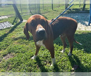 Bloodhound-Unknown Mix Dogs for adoption in Ocala, FL, USA