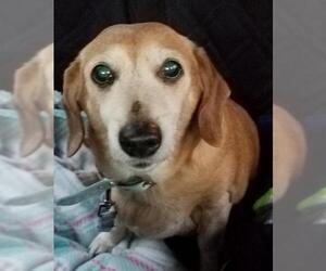 Dachshund Dogs for adoption in Olalla, WA, USA