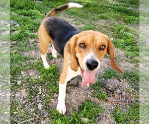 Beagle Dogs for adoption in Tucson, AZ, USA