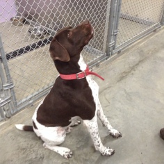 German Shorthaired Pointer Dogs for adoption in Monticello, IA, USA