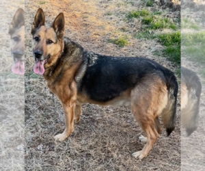 German Shepherd Dog Dogs for adoption in Thomasville, NC, USA