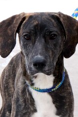 Plott Hound-Unknown Mix Dogs for adoption in Siren, WI, USA