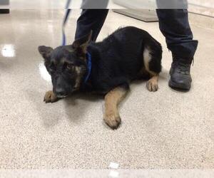 German Shepherd Dog-Unknown Mix Dogs for adoption in Riverside, CA, USA