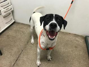 Pointer Dogs for adoption in Lawrence, KS, USA