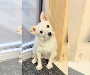 Mutt Dogs for adoption in Germantown, OH, USA