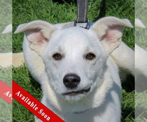 Catahoula Leopard Dog-Huskies  Mix Dogs for adoption in Huntley, IL, USA