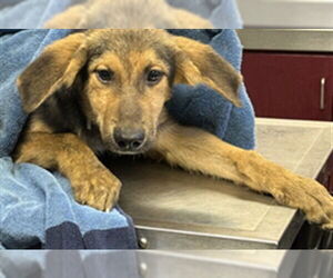 German Shepherd Dog Dogs for adoption in Downey, CA, USA