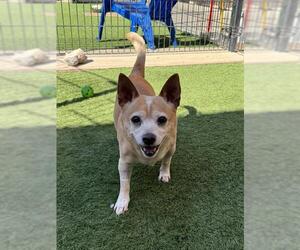 Chihuahua Dogs for adoption in Sacramento, CA, USA