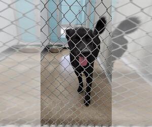 Labrador Retriever-Unknown Mix Dogs for adoption in Temple, TX, USA